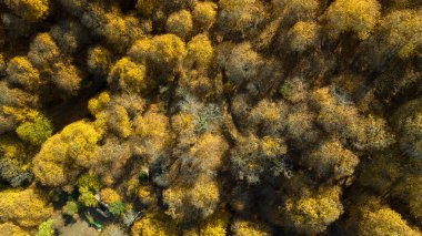 Panoramic view of the lush copper forest in the Genal valley, Andalusia