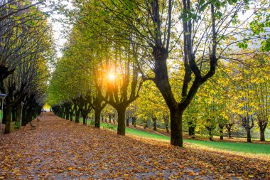 Sonbaharda ağaçlarla kaplı cadde