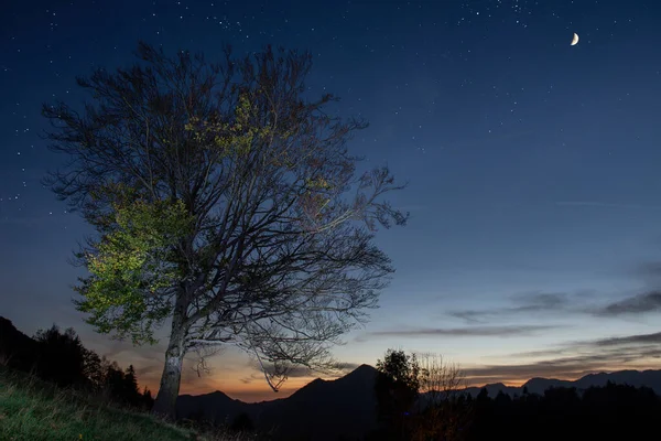 stock image Moon lighting up tree in the evening