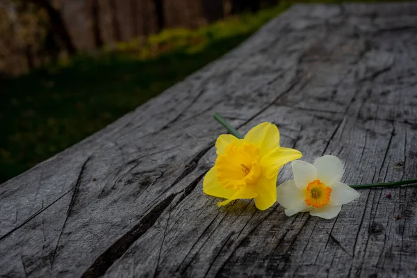 White Daffodil Resting Old Table — Stock Photo, Image