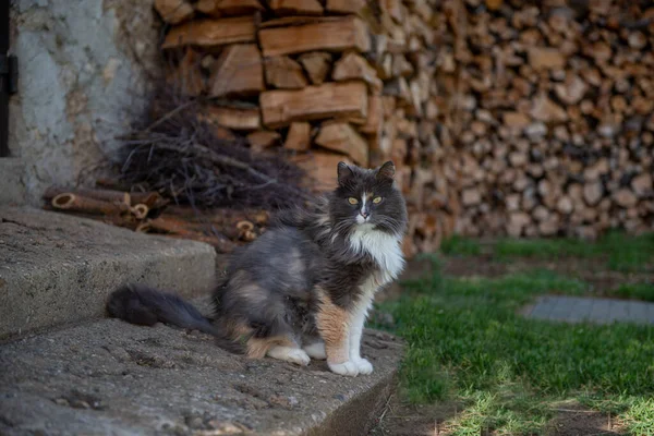 Норвезька Лісова Кішка Зачарована Оточенням — стокове фото