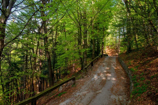 Droga Górska Między Drzewami Wiosną — Zdjęcie stockowe