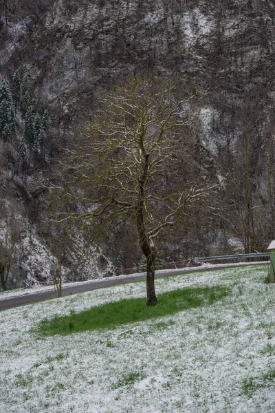 Árvore Com Prado Nevado Primavera — Fotografia de Stock