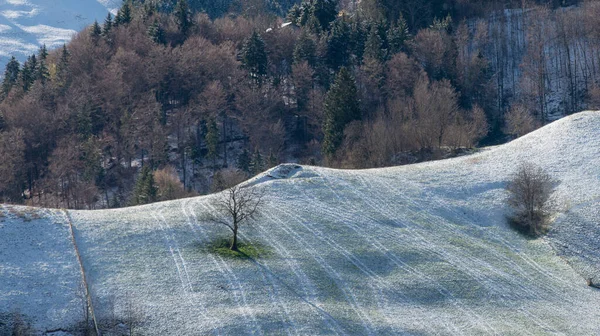 Árvore Com Prado Nevado Primavera — Fotografia de Stock