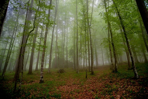 Forêt Printemps Avec Brouillard Après Pluie Images De Stock Libres De Droits