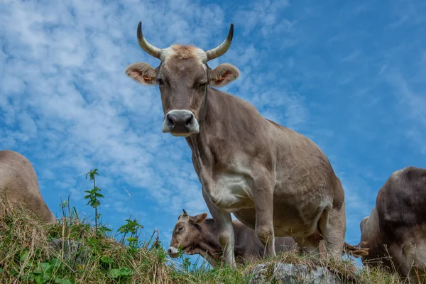 Корови Пасуться Гірських Пасовищах Ліцензійні Стокові Зображення
