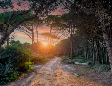 Gün batımında çam ormanında yol