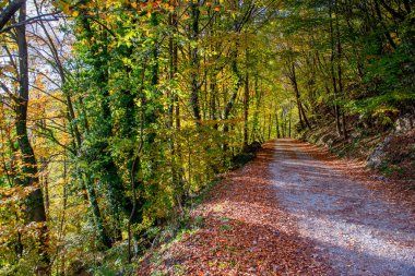 yol ormanında sonbahar