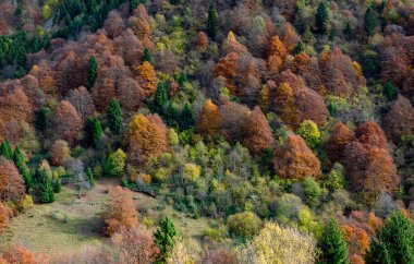 Sonbahar mevsiminde renkli orman