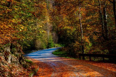 Sonbaharda ormanın ortasında dağ yolu