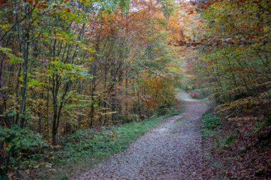 Forest with dirt road in autumn clipart