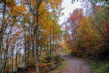 Forest with dirt road in autumn clipart