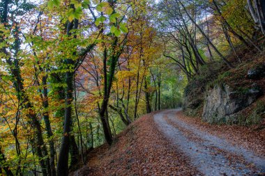 Sonbahar renkleriyle ormanda yol