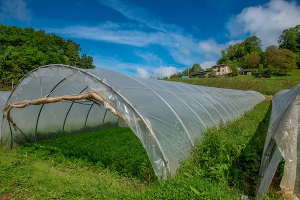 Serada organik sebzeler yetiştiriyor.