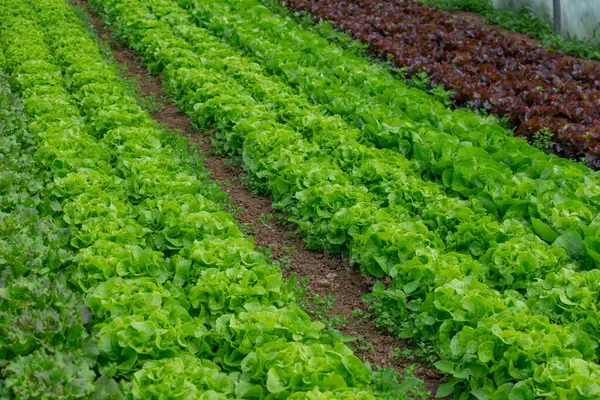 Serada organik sebzeler yetiştiriyor.