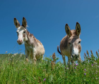 Lombardiya dağlarında otlayan eşekler.
