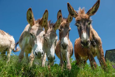 Lombardiya dağlarında otlayan eşekler.
