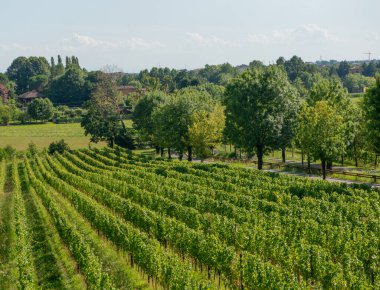 Bergamo tepelerinde asma yetiştirme
