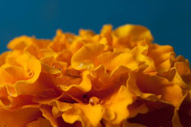 Sarı bir çiçeğin makro fotoğrafı.