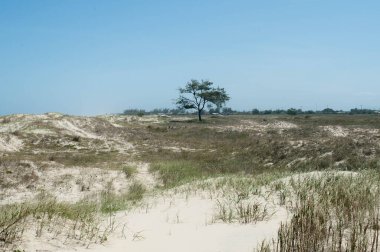 Yalnız bir ağacın fotoğrafı.