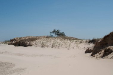 Yalnız bir ağacın fotoğrafı.