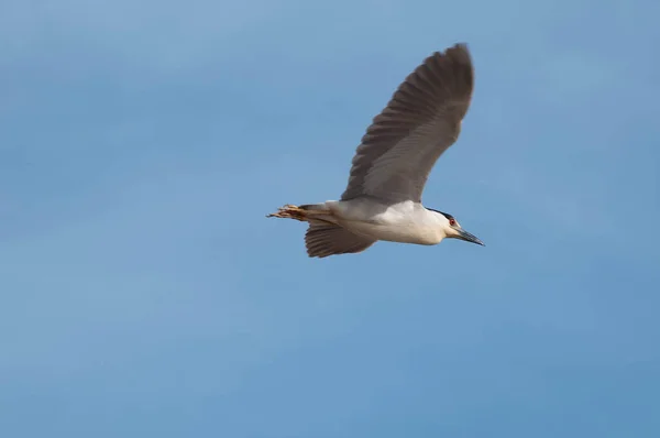 stock image Photograph of a flying bird