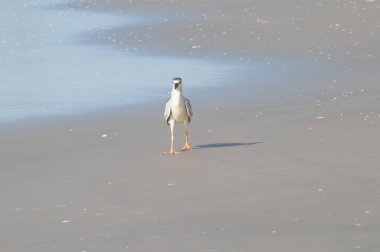 Sahildeki bir kuşun fotoğrafı.