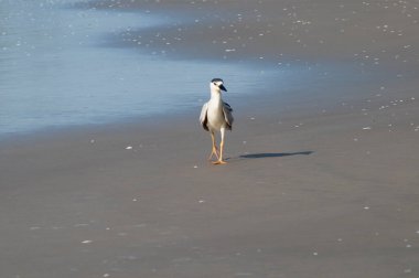 Sahildeki bir kuşun fotoğrafı.