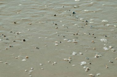 Plaj suyundaki deniz kabuklarının fotoğrafı.