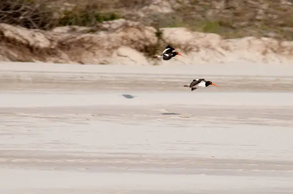 İki uçan kuşun fotoğrafı.