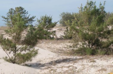 Sahildeki bir ormanın fotoğrafı.