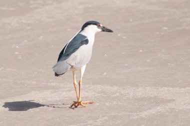Sahilde yalnız bir kuşun fotoğrafı.