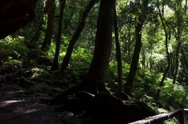 Öğleden sonra ormanın fotoğrafı.