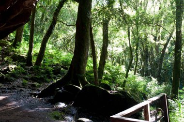 Öğleden sonra ormanın fotoğrafı.