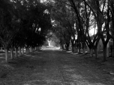 Bir ağaç tünelinin fotoğrafı.