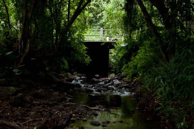 Ormanın ortasında bir nehrin fotoğrafı.