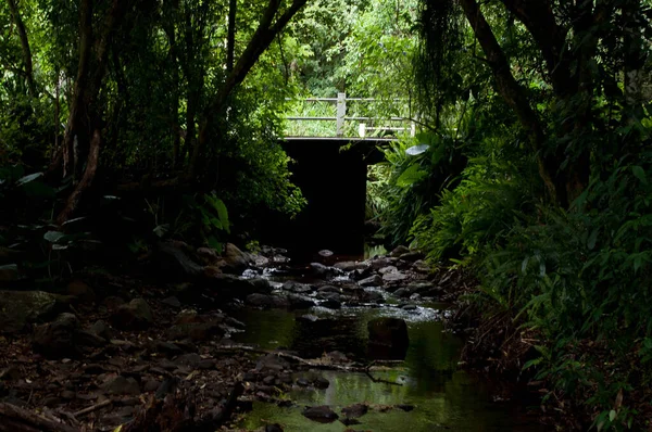 Fotografía Río Medio Del Bosque — Foto de Stock