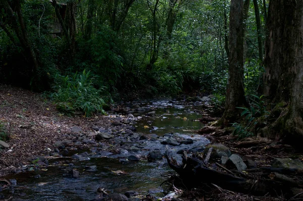 森の中の川の写真 — ストック写真