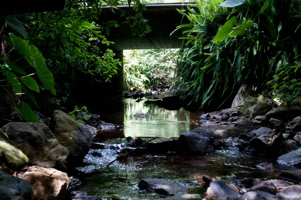 Ormanın ortasında bir nehrin fotoğrafı.