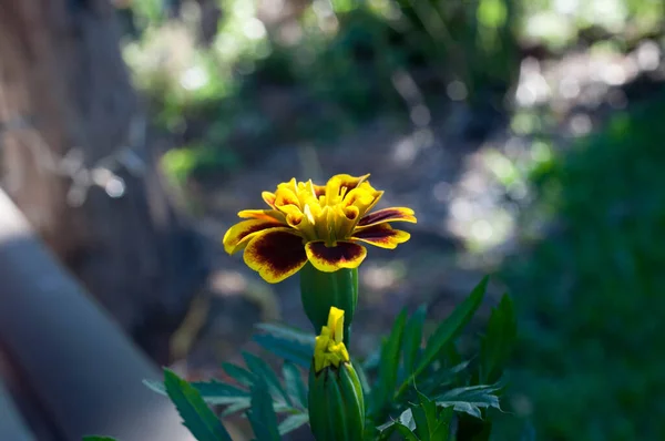 Güzel bir çiçeğin fotoğrafı.