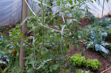 Sebze bahçesinde domates fotoğrafı.