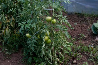 Sebze bahçesinde domates fotoğrafı.