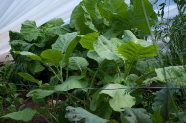 photograph of planted cabbage