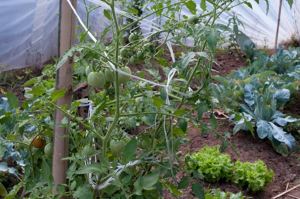 Sebze bahçesinde domates fotoğrafı.