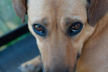 Photograph of a dog with the sad look