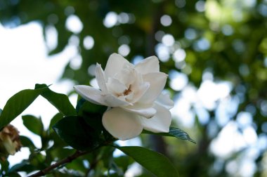 Beyaz bir çiçeğin fotoğrafı.