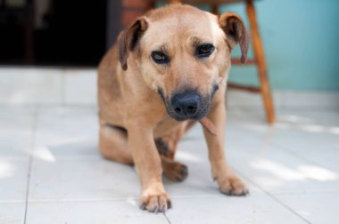 Photograph of a dog observing something