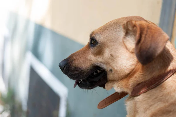 Photograph of a dog observing something