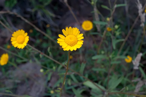 Photograph of a yellow daisy
