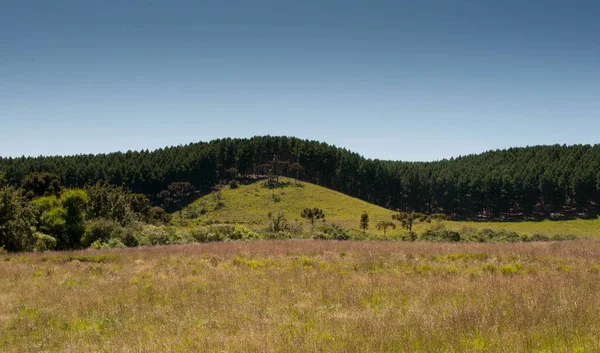 photograph of reforestation trees on a beautiful day